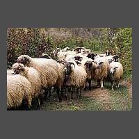 Ovce na vozovce